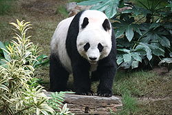 Scientists believe that the wild panda population may be about...