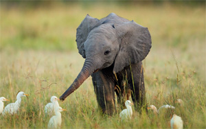 What is a baby elephant called?