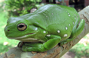 What animal is this?