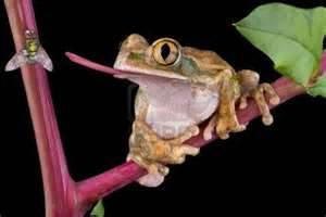 What do frogs eat?