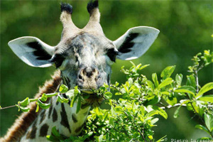 What do giraffes eat?