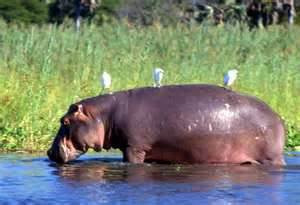Where can you find hippos?