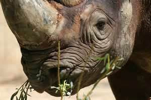 What do rhinos eat?