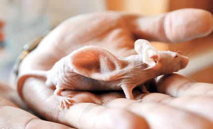 The famous <u>rat</u> with an <u>ear</u> on it's <u>back</u> had psychological problems and <u>acted</u> in an ________ way.