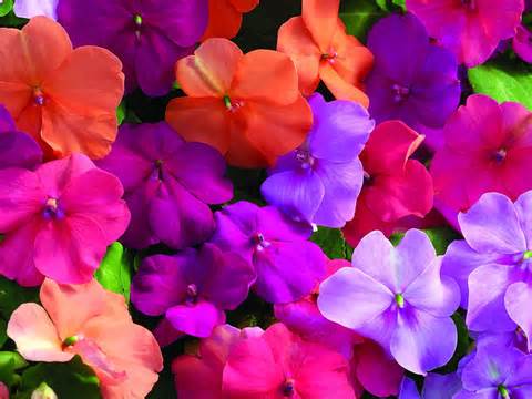 Topic - Flowers -What is the most popular flower in your country? -Are flowers in your country gifts for people? -On what occasions are flowers sent as gifts? <a href='#' class='timer'>CLICK HERE to answer question</a>