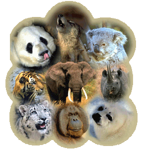 Topic - Wild Animals Describe an interesting wild animal in your country.  You should say: -where you learned about this animal -basic characteristics of this animal -the habitat in which this animal lives  and explain why you think this animal is so interesting. <a href='#' class='timer'>CLICK HERE to answer question</a>