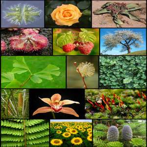 Topic - Plants Describe an important kind of plant in your country.  You should say: -what the plant is -how you know about this plant -why this plant is important  and explain why you chose to talk about this particular plant. <a href='#' class='timer'>CLICK HERE to answer question</a>