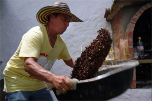 Some of the _______ of the rainforest are <u>in</u> the <u>habit</u> of eating <u>ants</u>.