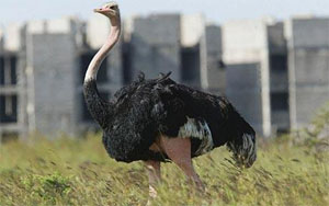 This <u>ostrich</u> _______ weighs a <u>ton</u>, and apparently is <u>able</u> to kill a human with a kick.