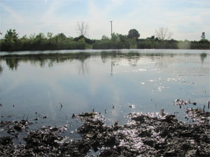 The formerly ________ waters of the lake have been polluted so that the fish are no longer visible from the surface.