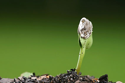 plant : seed  bird : __________