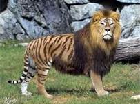 Scientists have _____ a lion and a tiger to make a liger.