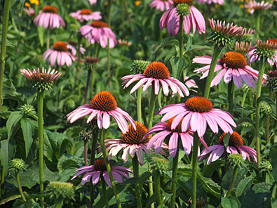 Do you like my _________ flowers? They bloom once <u>per</u> year. That's right, <u>annual</u>ly.