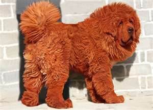 The Red Tibetan Mastiff costs $1.5 million.